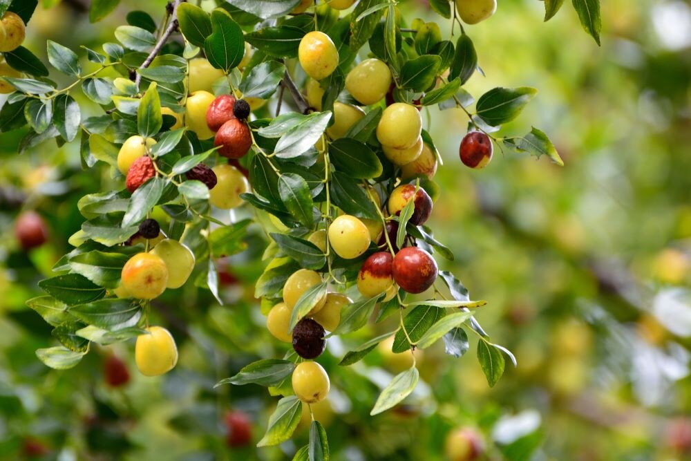 برداشت از 450 هکتار از باغات استان بوشهر آغاز شد