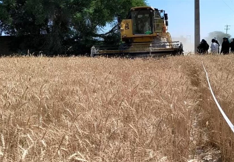 نرخ 85 هزار تومانی گندم در انتظار تصمیم‌گیری در شورای قیمت‌گذاری
