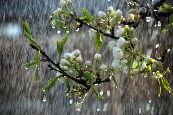 پیش بینی رگبار و رعدوبرق در نوار شمالی کشور