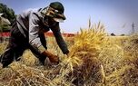 هواشناسی: کشاورزان در برداشت محصولات آسیب‌پذیر شتاب کنند