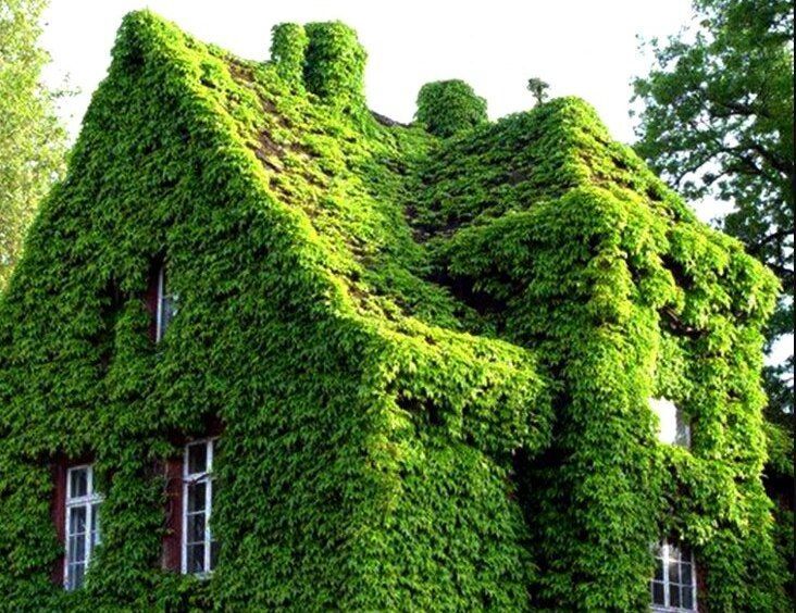 مطالعات جدید نشان داد؛ گیاهان با هم قوی تر می شوند