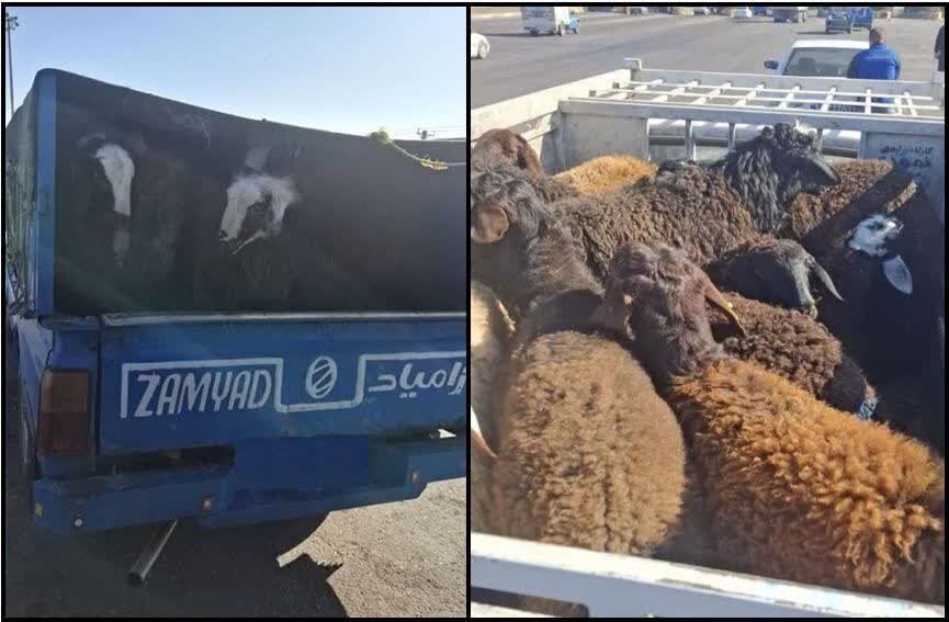 کشف و ضبط احشام قاچاق به ارزش یک میلیارد ریال در رباط کریم