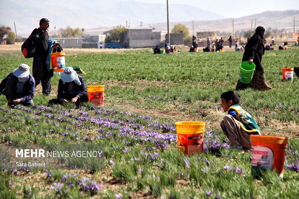 تولید زعفران، گل محمدی و خرمای ایران در رتبه نخست جهانی