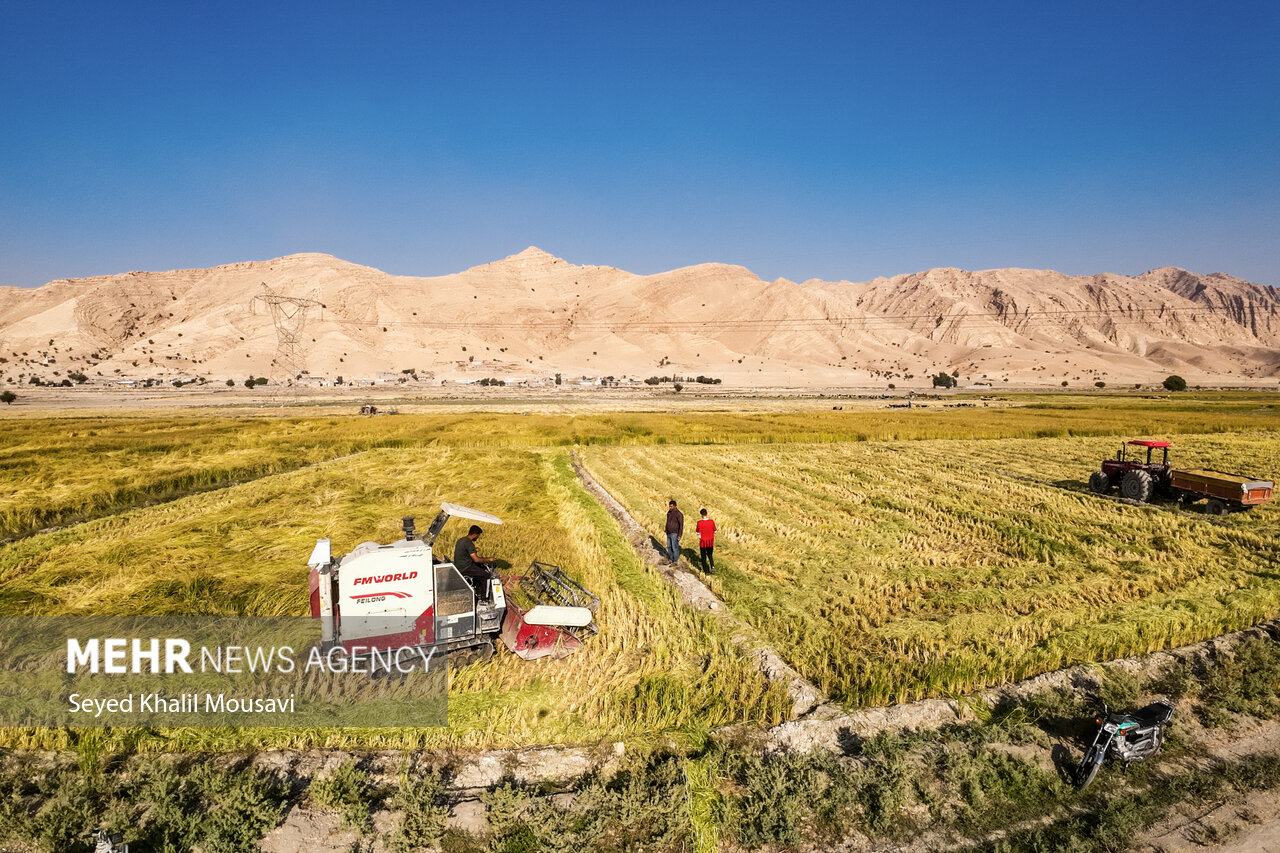 پیش‌بینی برداشت ۷۰۰ هزار تن برنج سفید از شالیزارهای مازندران