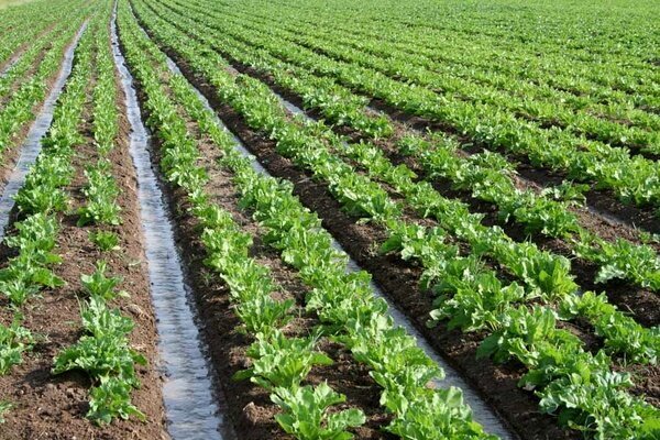 ۱۵ هزار هکتار از شالیزارهای بابل زیر کشت علوفه پاییزه می‌رود