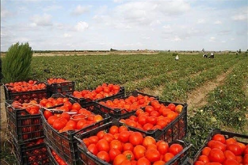 نهاوند؛ قطب تولید گوجه‌فرنگی همدان در آستانه احیای صنایع تبدیلی
