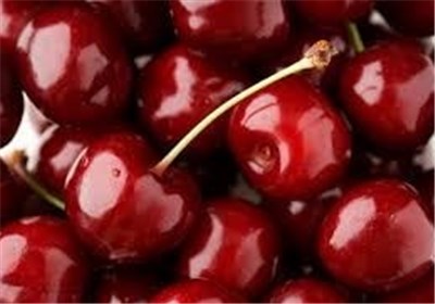 جشنواره‌ای با طعم گس آلبالو؛ فرصتی برای توسعه گردشگری و اقتصادی ملایر