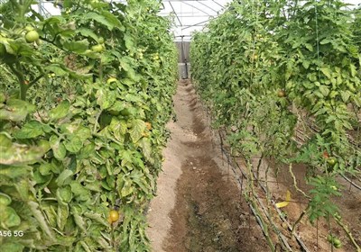 گلایه گلخانه‌داران پاکدشت از افزایش ناگهانی تعرفه گاز