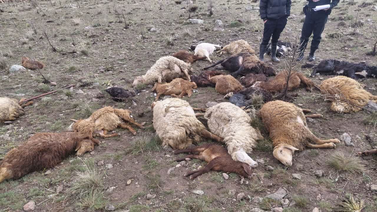 تلف شدن ۲۵ راس احشام و مصدومیت چوپان براثر برخورد صاعقه در مشگین شهر