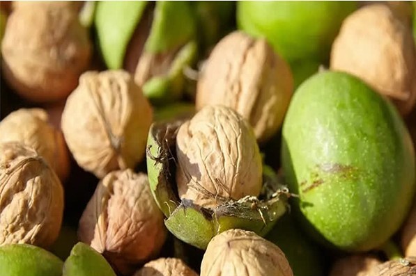 آذربایجان شرقی در مسیر جهش تولید گردو؛ اجرای طرح تعویض تاج در باغات