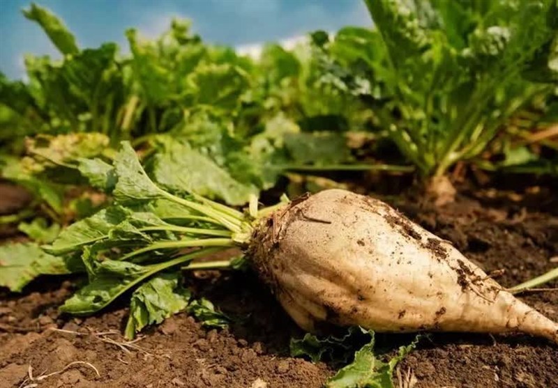 پیش‌بینی تولید بیش از850 هزار تن چغندرقند در مزارع خراسان رضوی