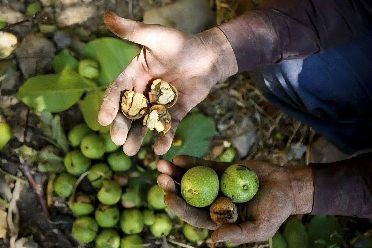 نخستین جشنواره گردوی صیدون برگزار می‌شود