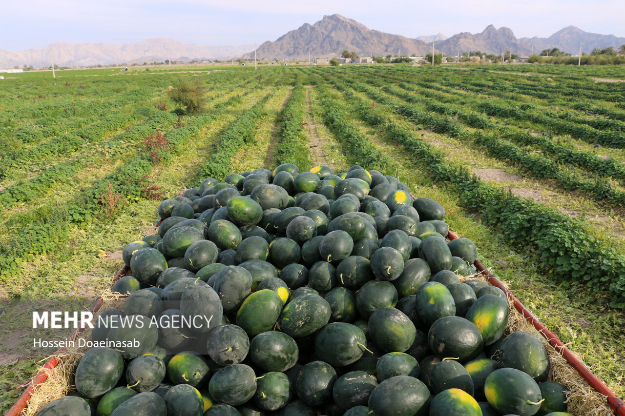 پیش بینی برداشت ۳۰ هزار تن هندوانه بهاره در شهرستان جاسک