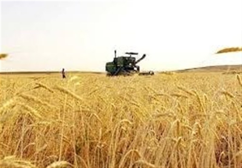تمام حق بیمه سهم کشاورزان گندمکار در کرمانشاه توسط دولت پرداخت می‌شود