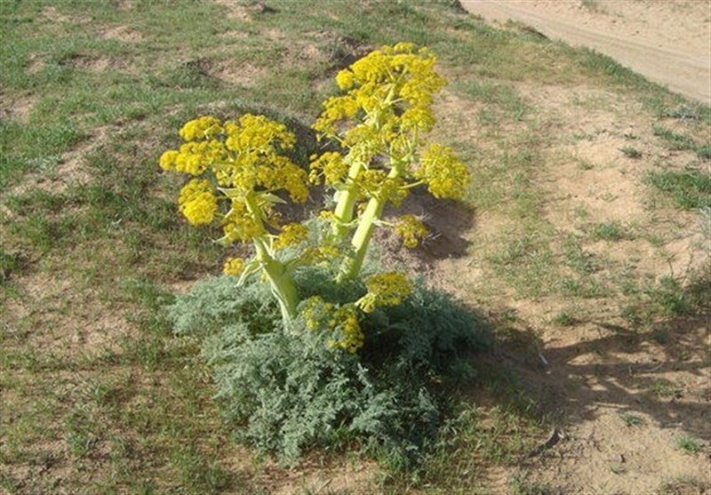 آنغوزه و گیاهان دارویی؛ نسخه طبیعی برای رونق اقتصاد خراسان جنوبی