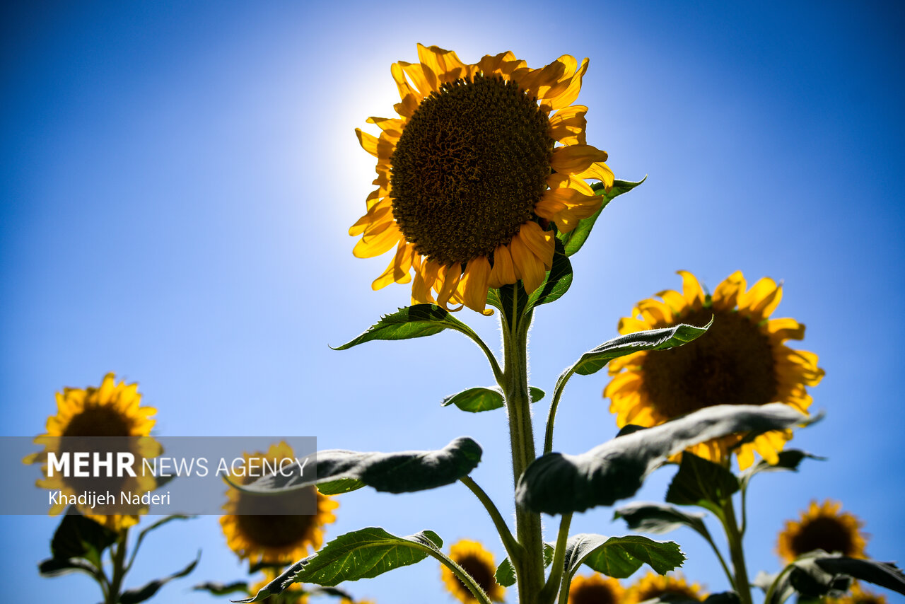 مزرعه‌ای به رنگ آفتاب