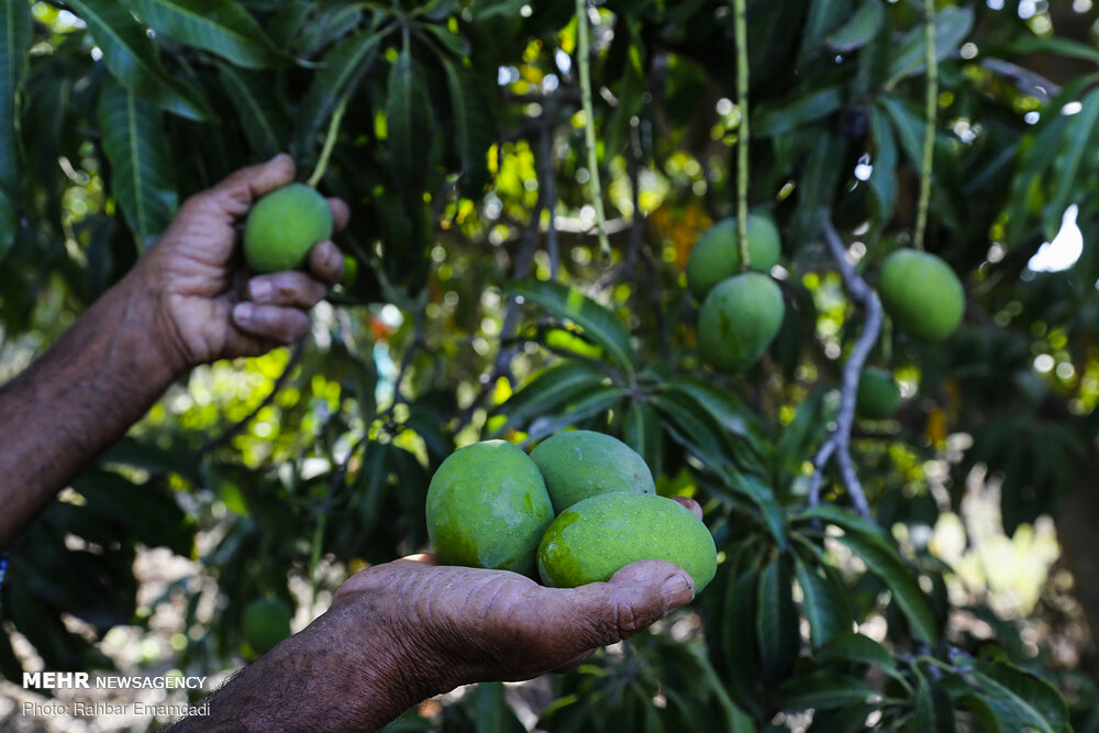 ۲ هزار و ۸۰۰ هکتار از باغات هرمزگان به درختان انبه اختصاص دارد