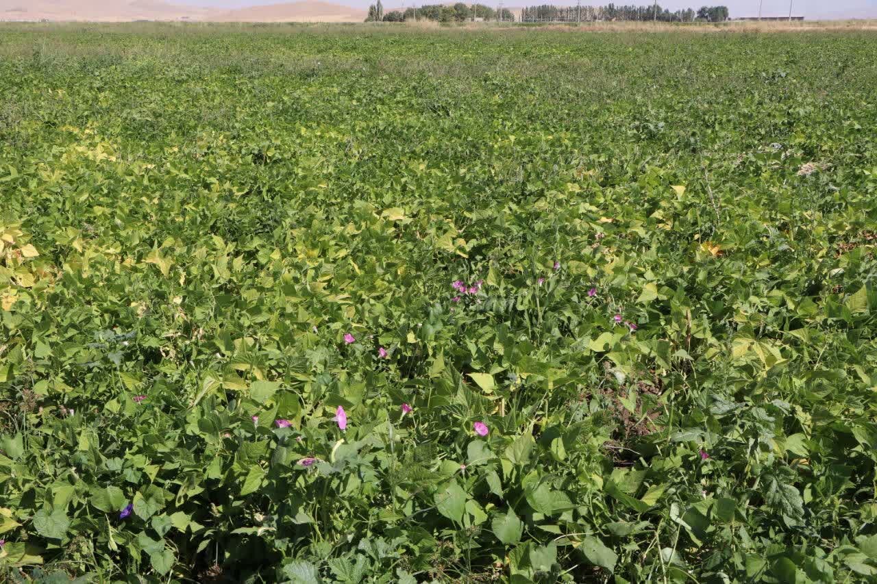 برداشت بیش از ۶۱ هزار تن محصولات تابستانه در شوش آغاز شد