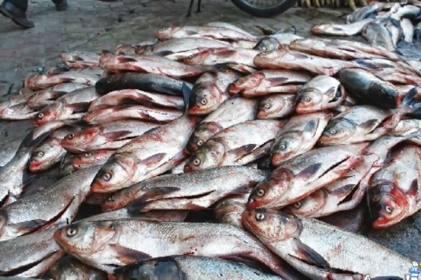 توقیف ۲ فروند شناور حامل ماهی قاچاق در قشم