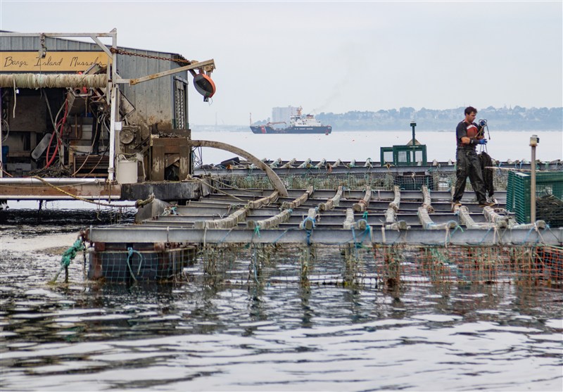 500 طرح آبزی‌پروری در خوزستان اجرا می شود