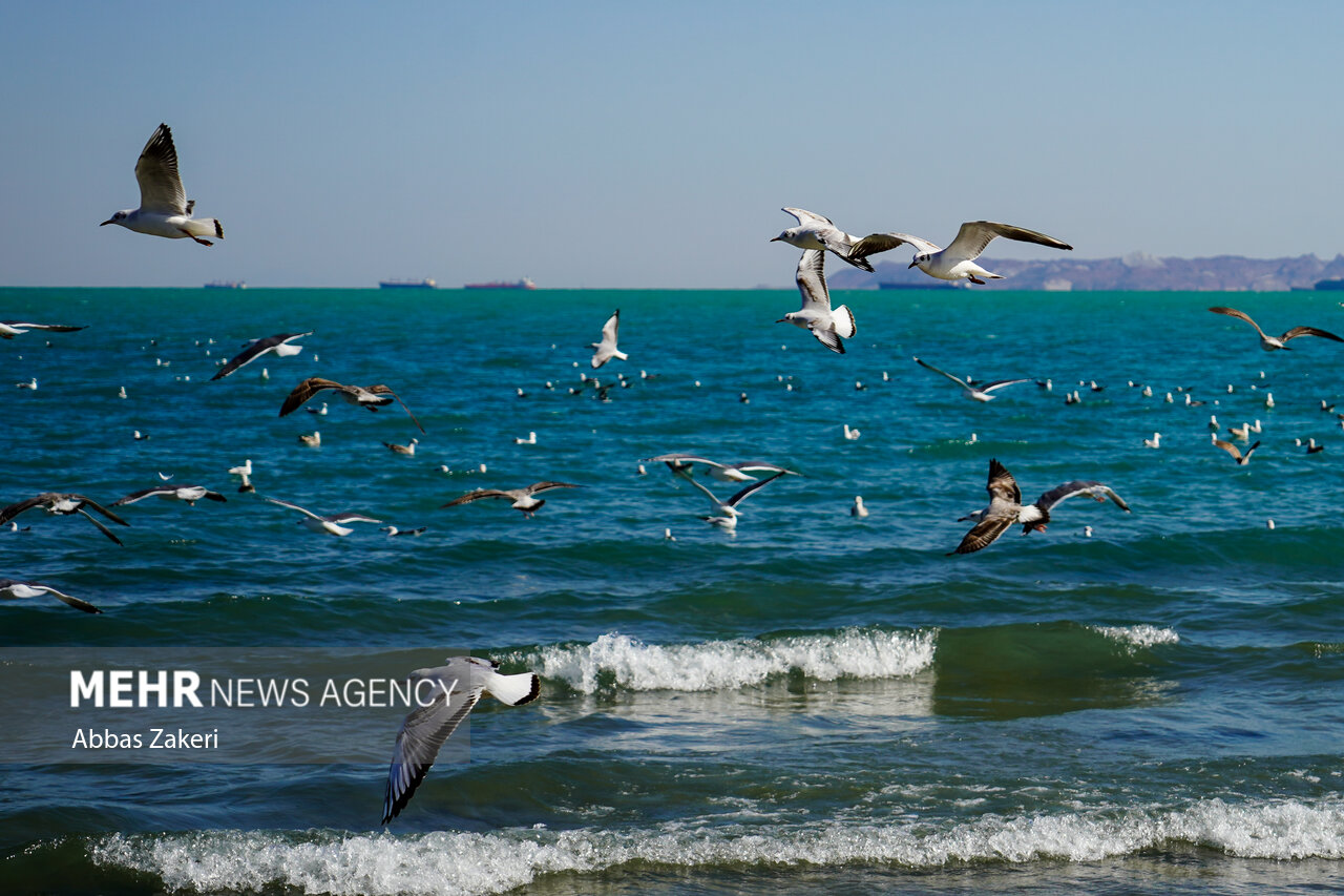 هشدار سطح زرد دریایی؛ وزش باد شدید و افزایش ارتفاع امواج تا 2 متر