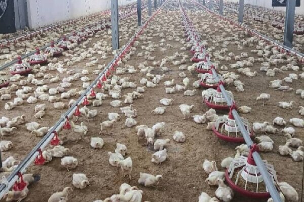 ضرورت نوسازی کارخانجات جوجه‌کشی در مازندران
