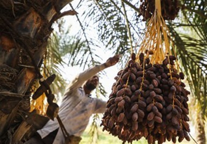 پیش‌بینی برداشت 34 هزار تن خرما از نخلستان‌های رودان