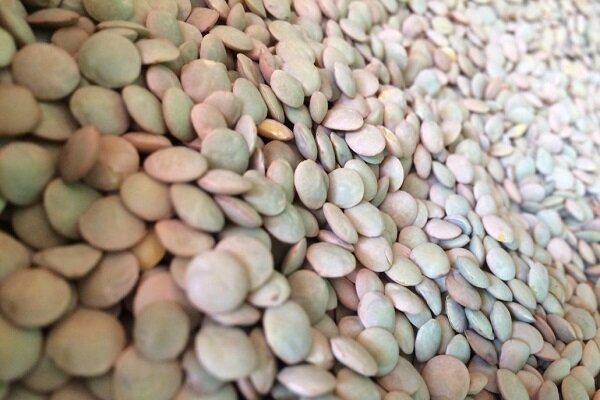 برداشت بهاره عدس از مزارع شرق مازندران