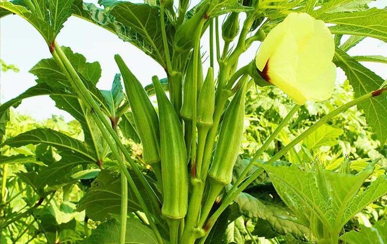 برداشت بامیه از ۵۰ هکتار مزارع شمیل بندرعباس آغاز شد