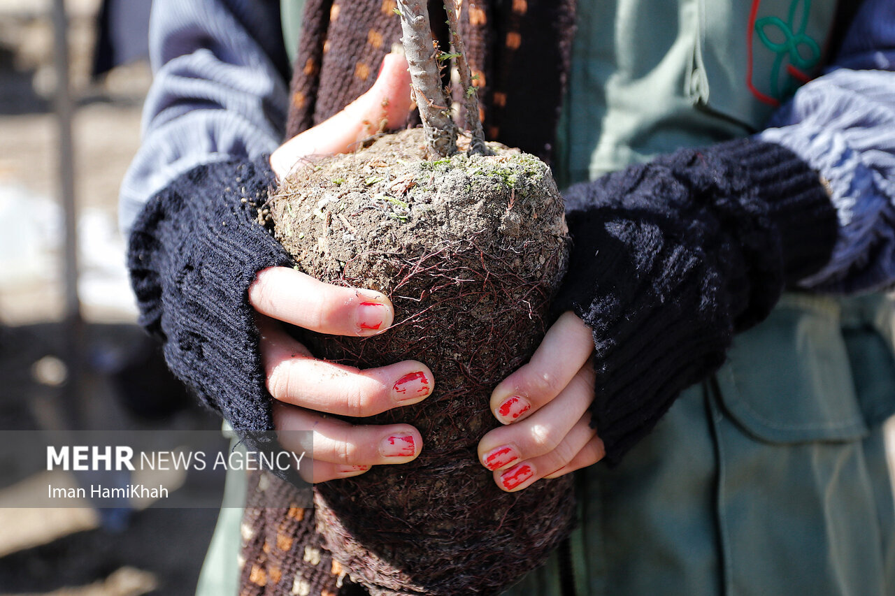 اجرای پویش نهال‌ کاری فجر در جاسک