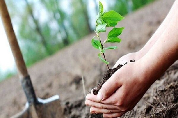توزیع ۴۰۰ اصله نهال رایگان بین نمازگزاران شهرستان رودان