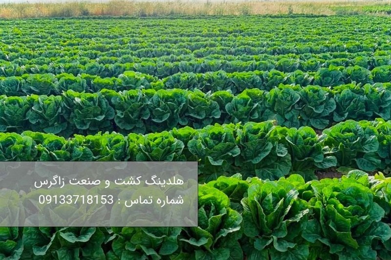 خرید کاهو آیسبرگ صادراتی