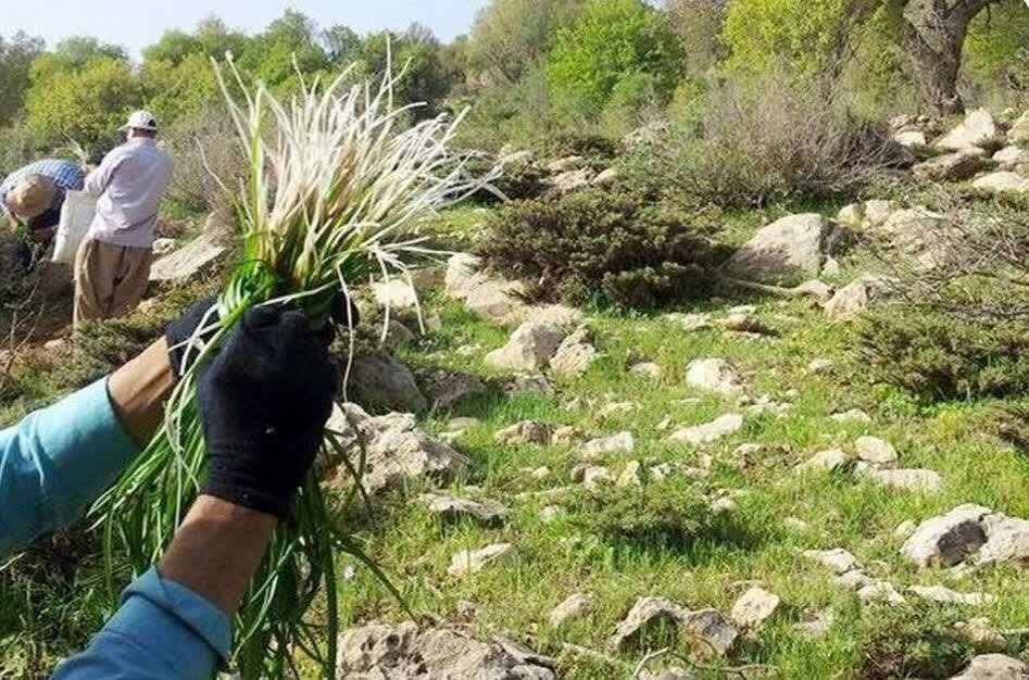 ۷ متخلف برداشت غیرمجاز گیاه «انغوزه» در بستک دستگیر شدند