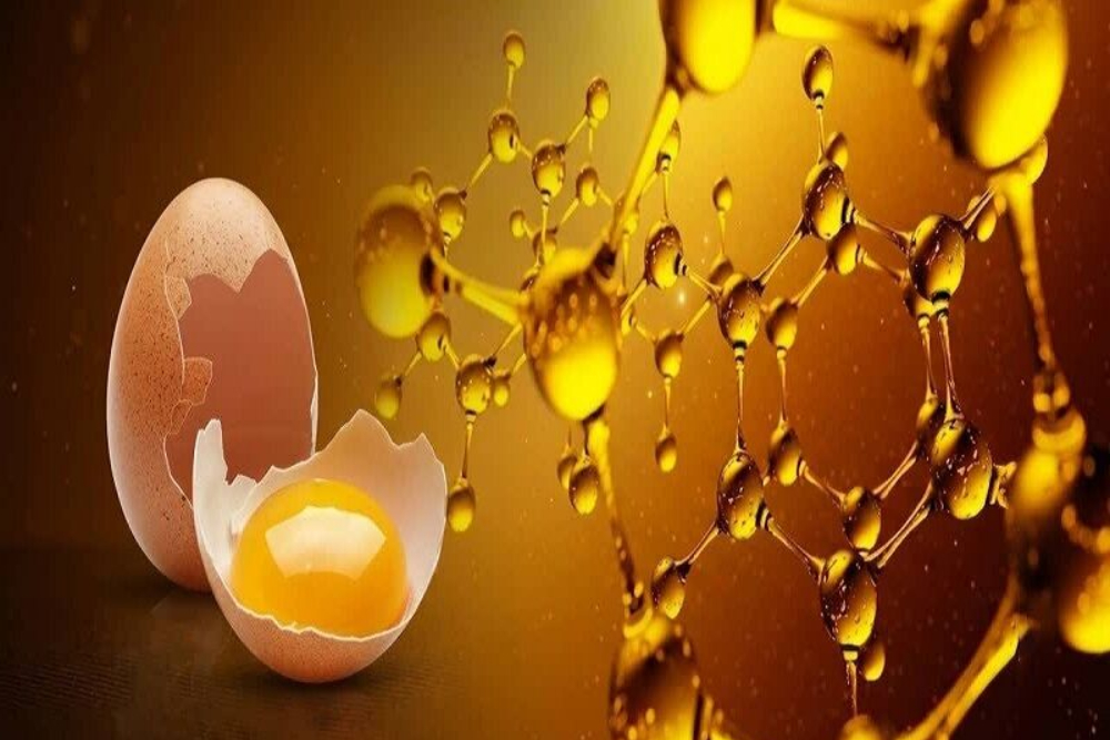 چگونگی بهبود اسیدهای چرب و آنتی‌اکسیدان تخم‌مرغ