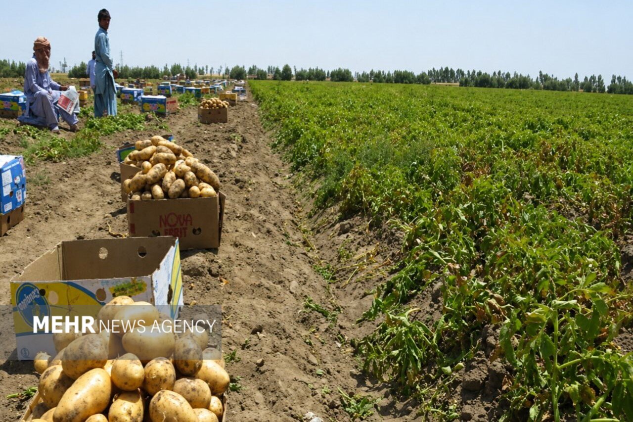 اجرای مرحله‌ای نظام شناسه‌گذاری و ردیابی محصولات کشاورزی