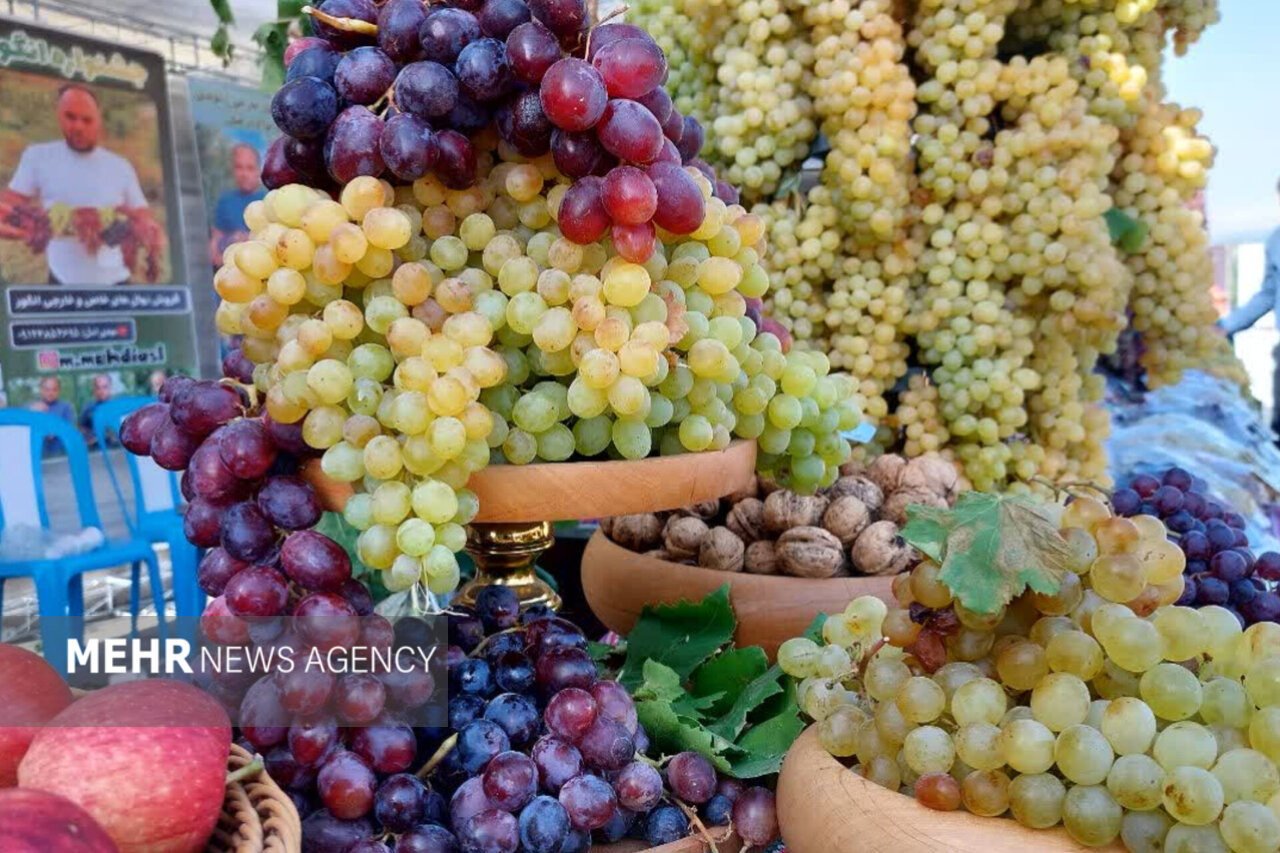 برداشت انگور در لاهرود رنگ‌ و بوی جشنواره گرفت