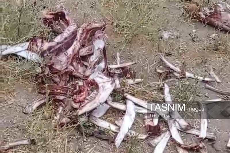 کشتار مخفی اسب در زنجان/ لاشه‌ها‌ در چاه دفن شده بودند