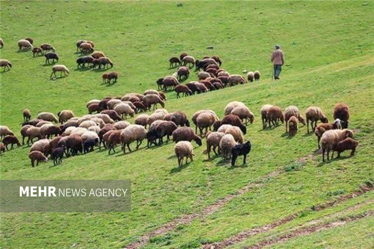 تحول در مؤسسه تحقیقات جنگل‌ها و مراتع از تولید دانش تا نسخه‌های عملی