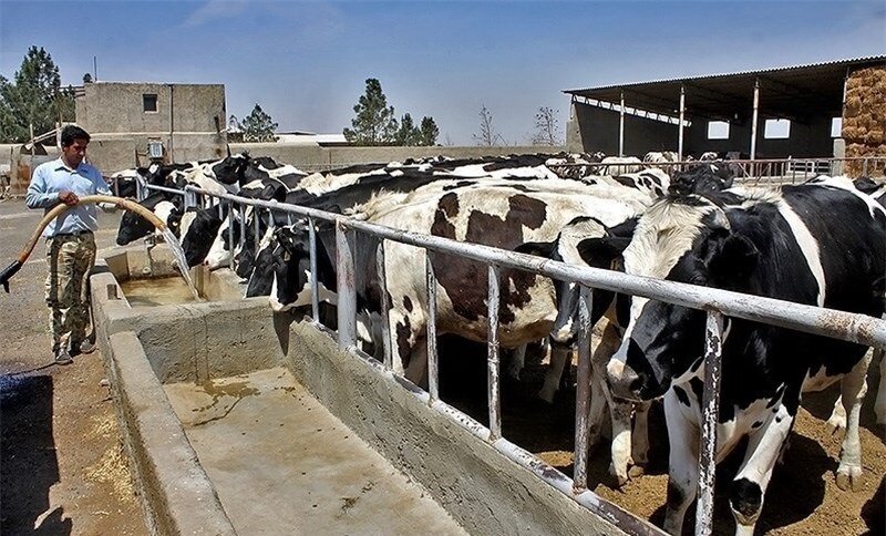 ۲۵۰ هزار شغل حوزه دامداری در مازندران ایجاد شده است