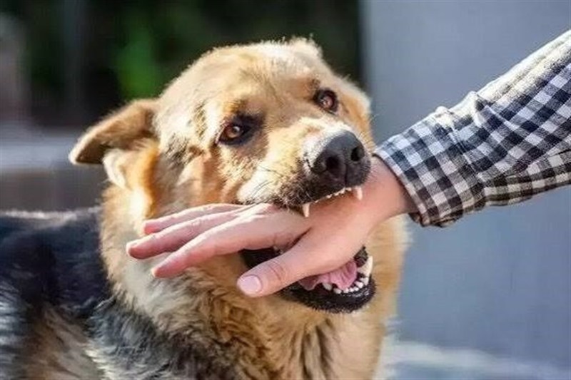 وزارت بهداشت ماجرای فوت کودک تبریزی بر اثر هاری را بررسی می‌کند