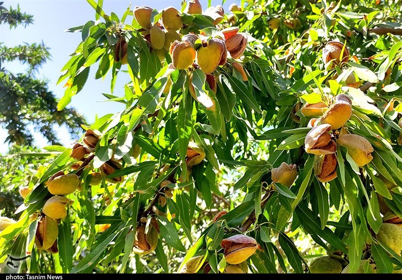 ‌پیش‌بینی برداشت 500 تن بادام از 320 هکتار ‌اراضی شیب‌دار خرم‌آباد