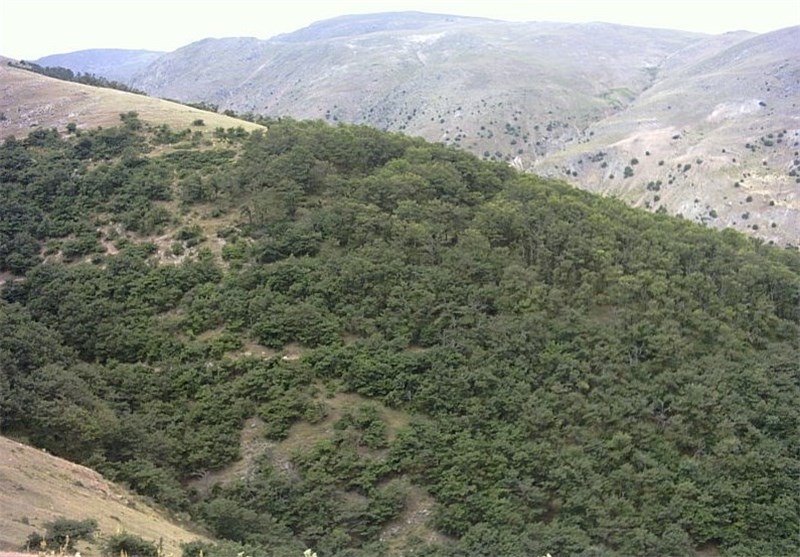 زنگ خطر ریزگردها برای جنگل‌ها و زیست جنوب غرب