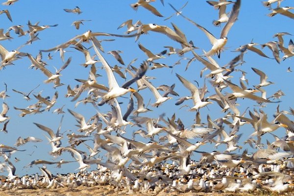 نخیلو؛ بهشت پرندگان تابستان‌گذران در قلب خلیج فارس