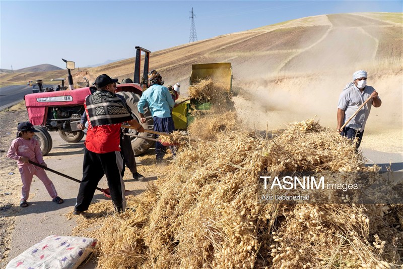 68 هزار هکتار زیر کشت نخود؛ لرستان دومین تولیدکننده کشور شد