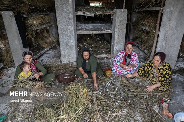 فعال‌سازی ۱۲ زنجیره ارزش روستایی برای توسعه اشتغال