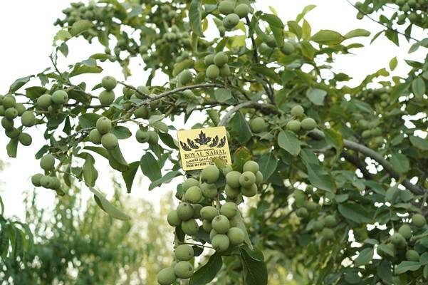 راه میانبر برای میلیاردر شدن فقط خرید طلا و دلار نیست