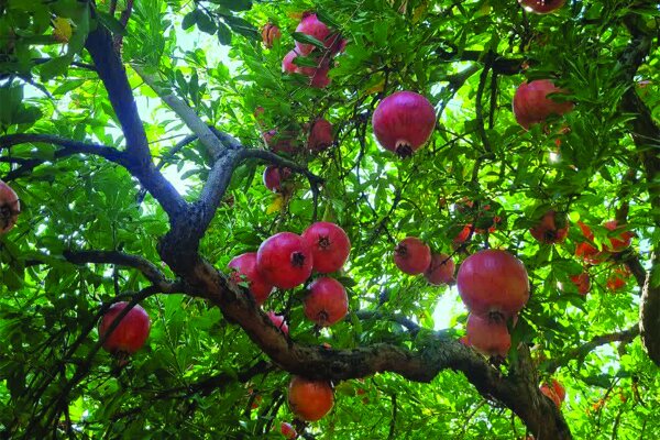 جشنواره انار ترشی در دازمیرکنده ساری برگزار می‌شود