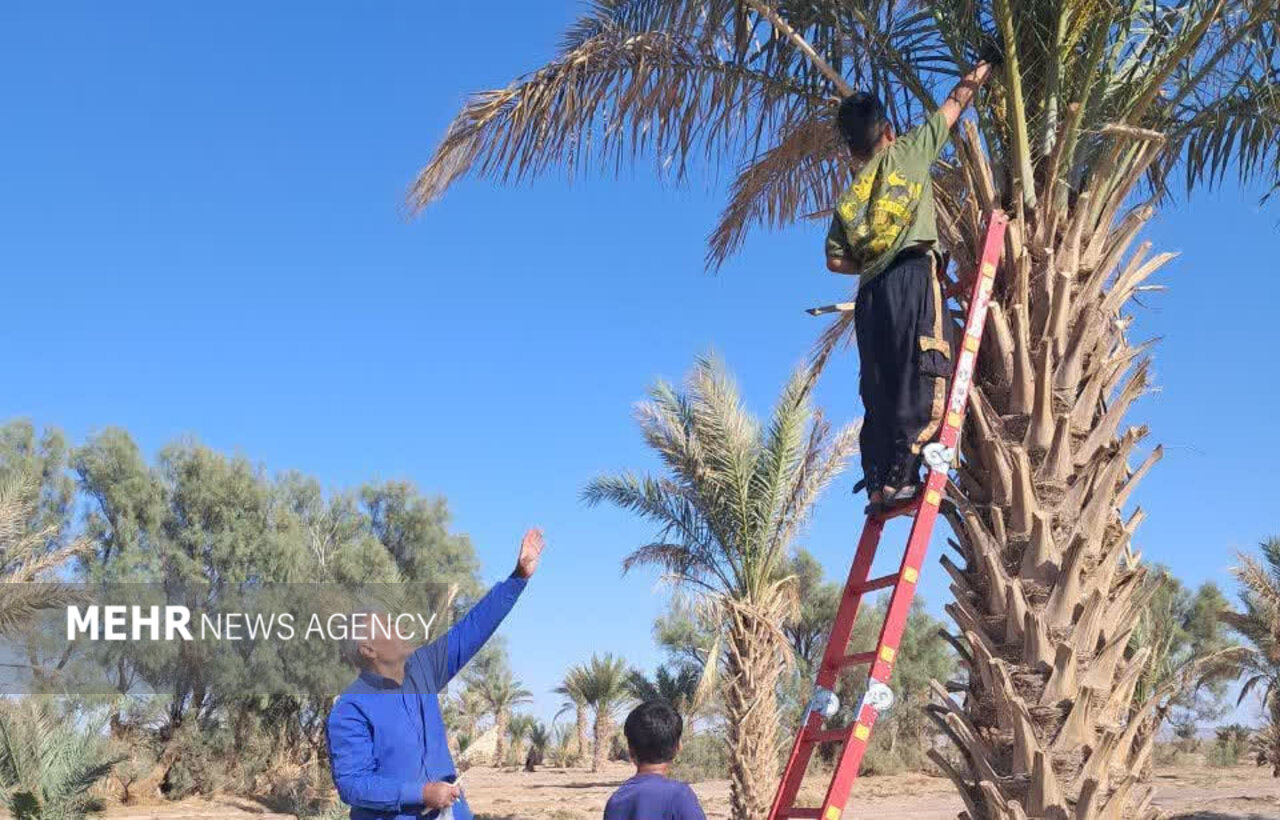 پیش‌بینی برداشت ۲۰۰ هزار تن خرما از ۳۸ هزار هکتار نخلستان هرمزگان