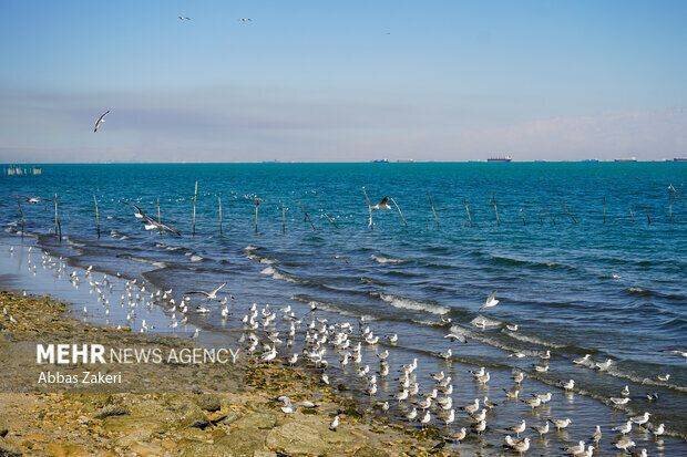 سواحل و فراساحل شمالی و مرکزی استان بوشهر مواج است