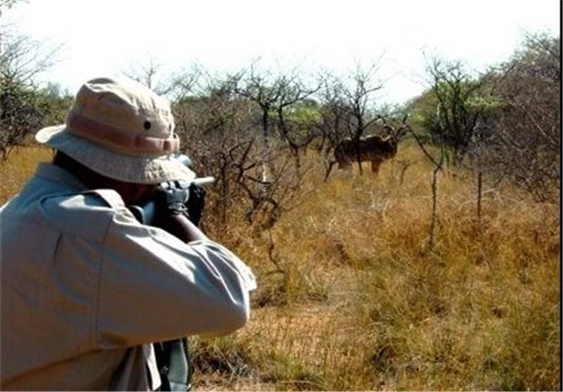 ۲۰ قبضه سلاح شکاری و لاشه انواع جانوران وحشی در مازندران کشف شد
